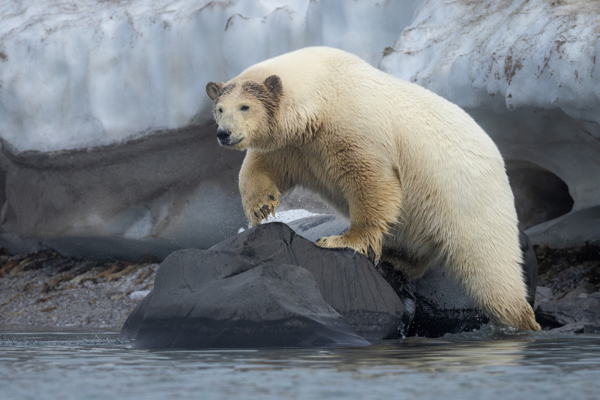 Svalbard & Kvitoya Polar Bear @Piet Van Den Bemd Poseidon Expeditions