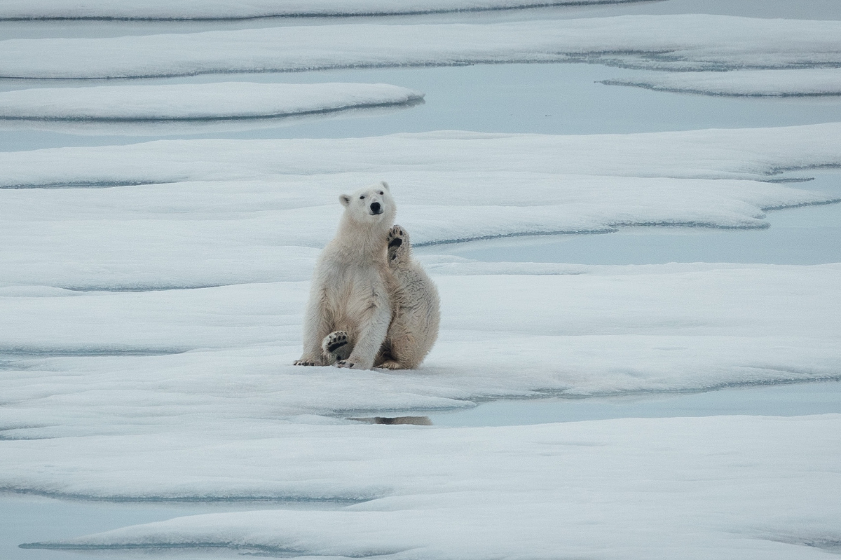 Poseidon Expeditions Polar Bear By Florian Grieger