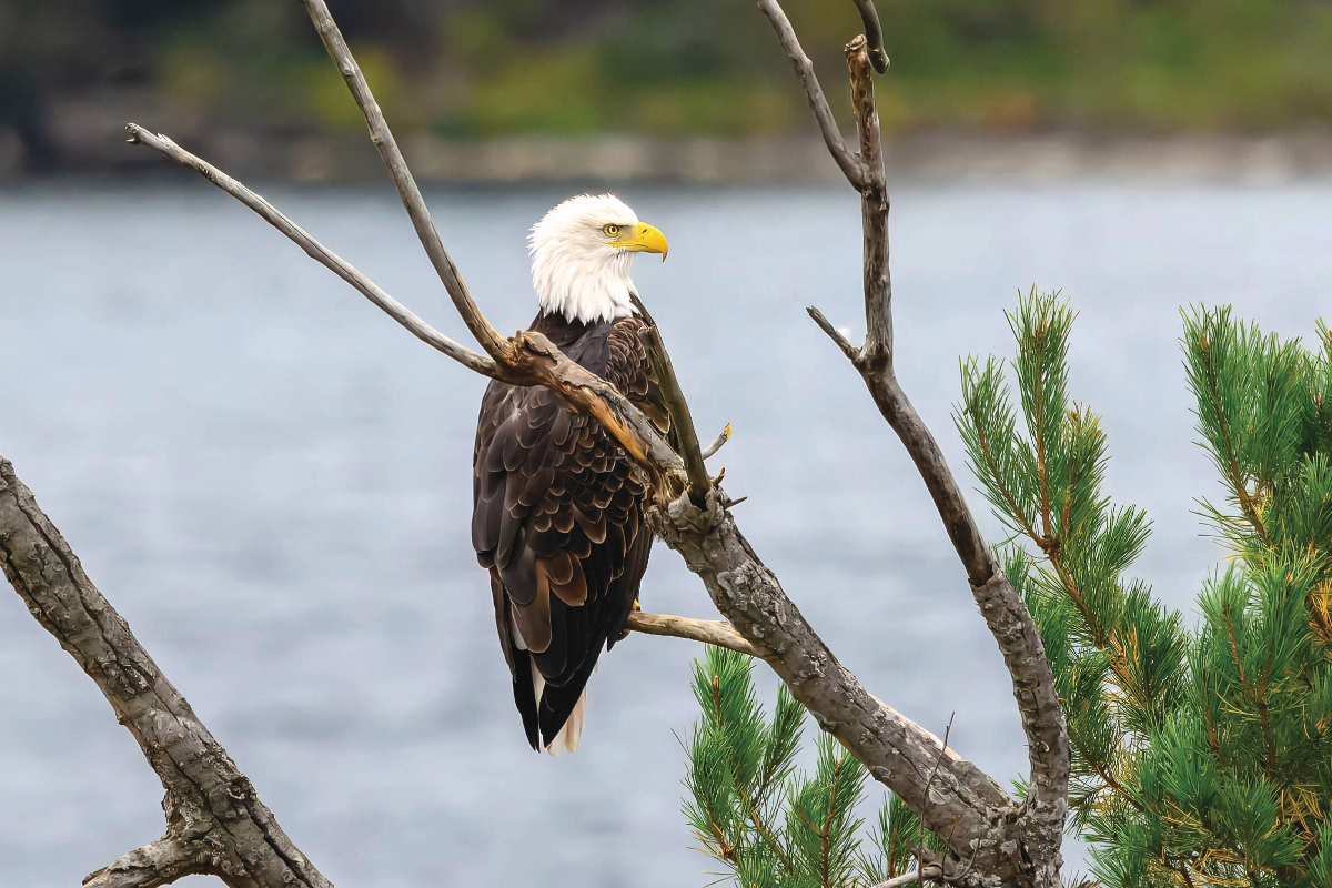 Great Lakes And Riverways DAY 12 4965