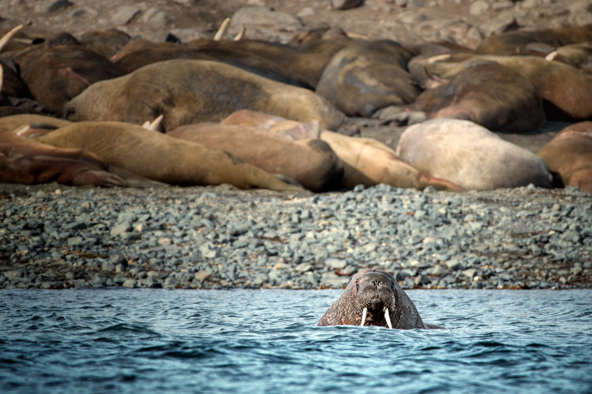 Walrus Swan Hellenic