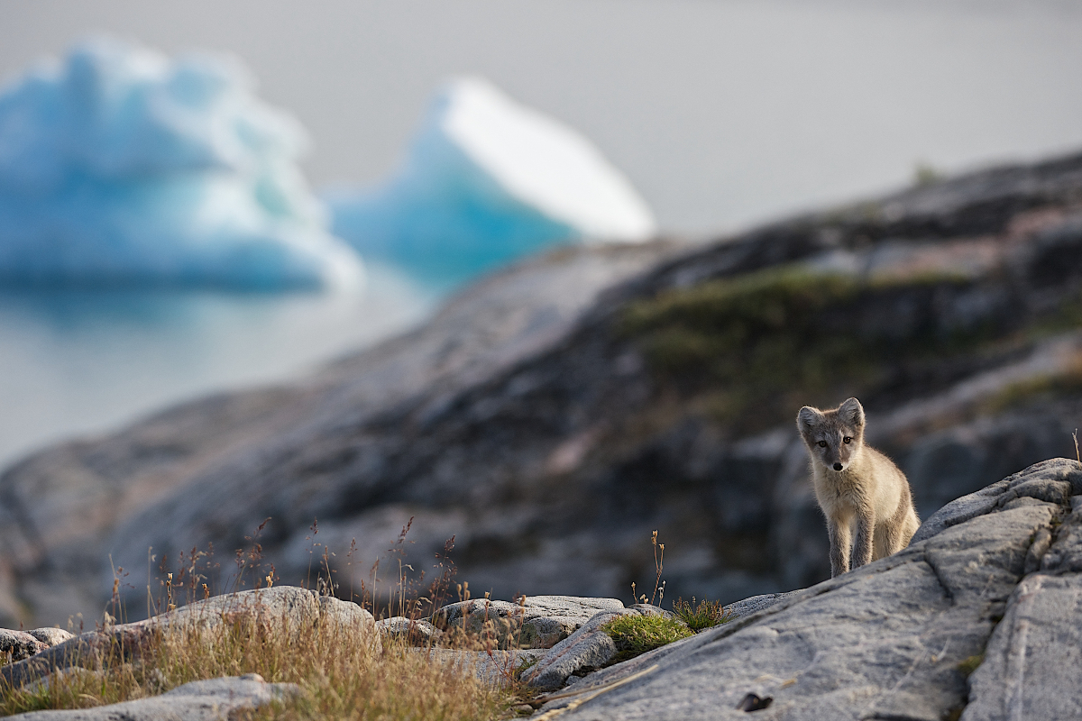 An Arctic Fox In The Disko Bay In Greenland David Buchmann Visit Greenland