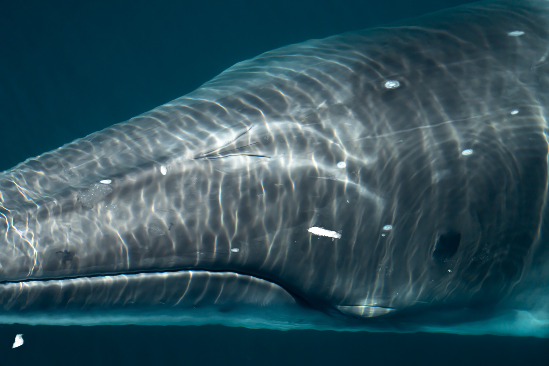 221212 4 Minke Whale Antarctica Jamie Laffery 373