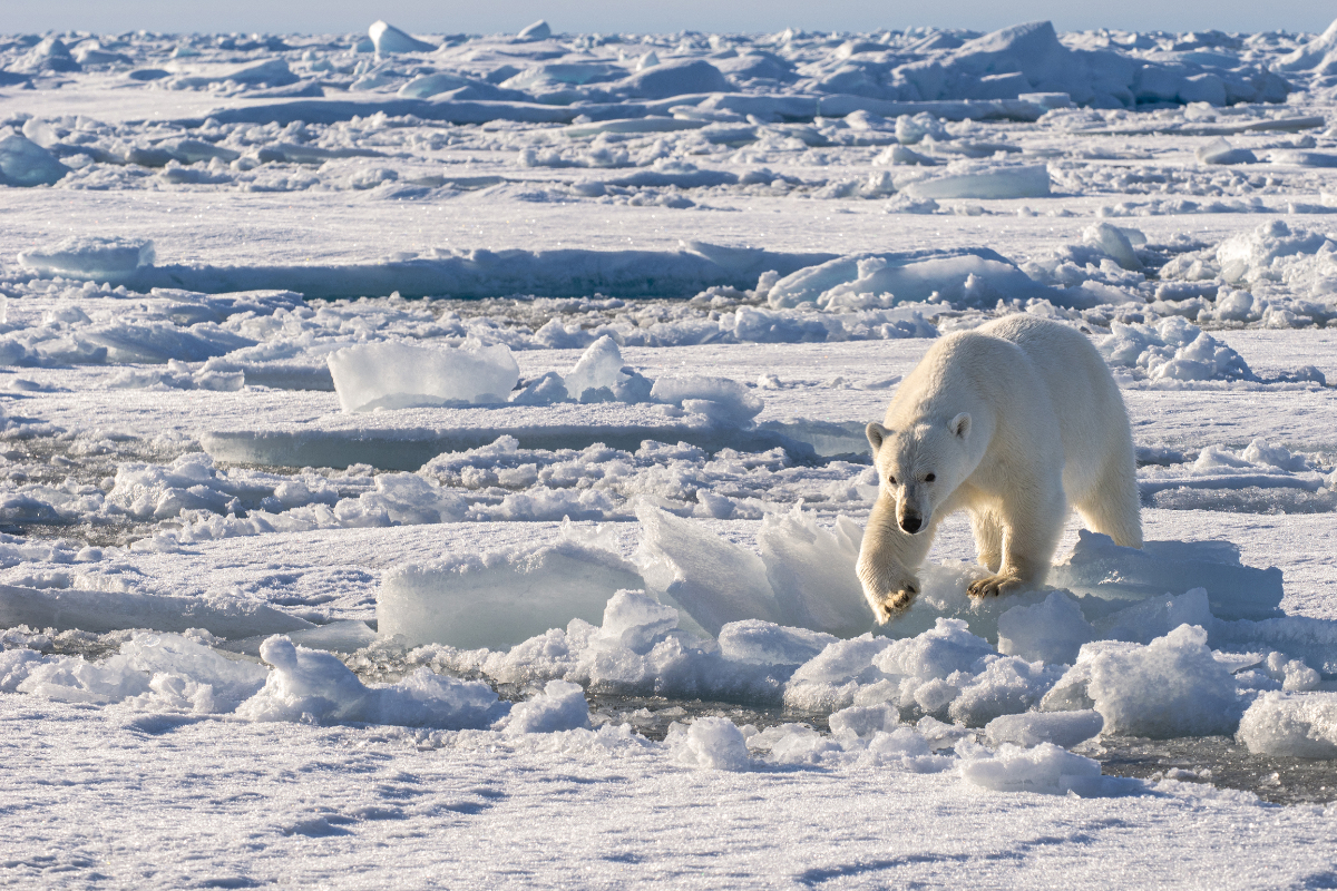 Polar Quest © Niklas Nilsson