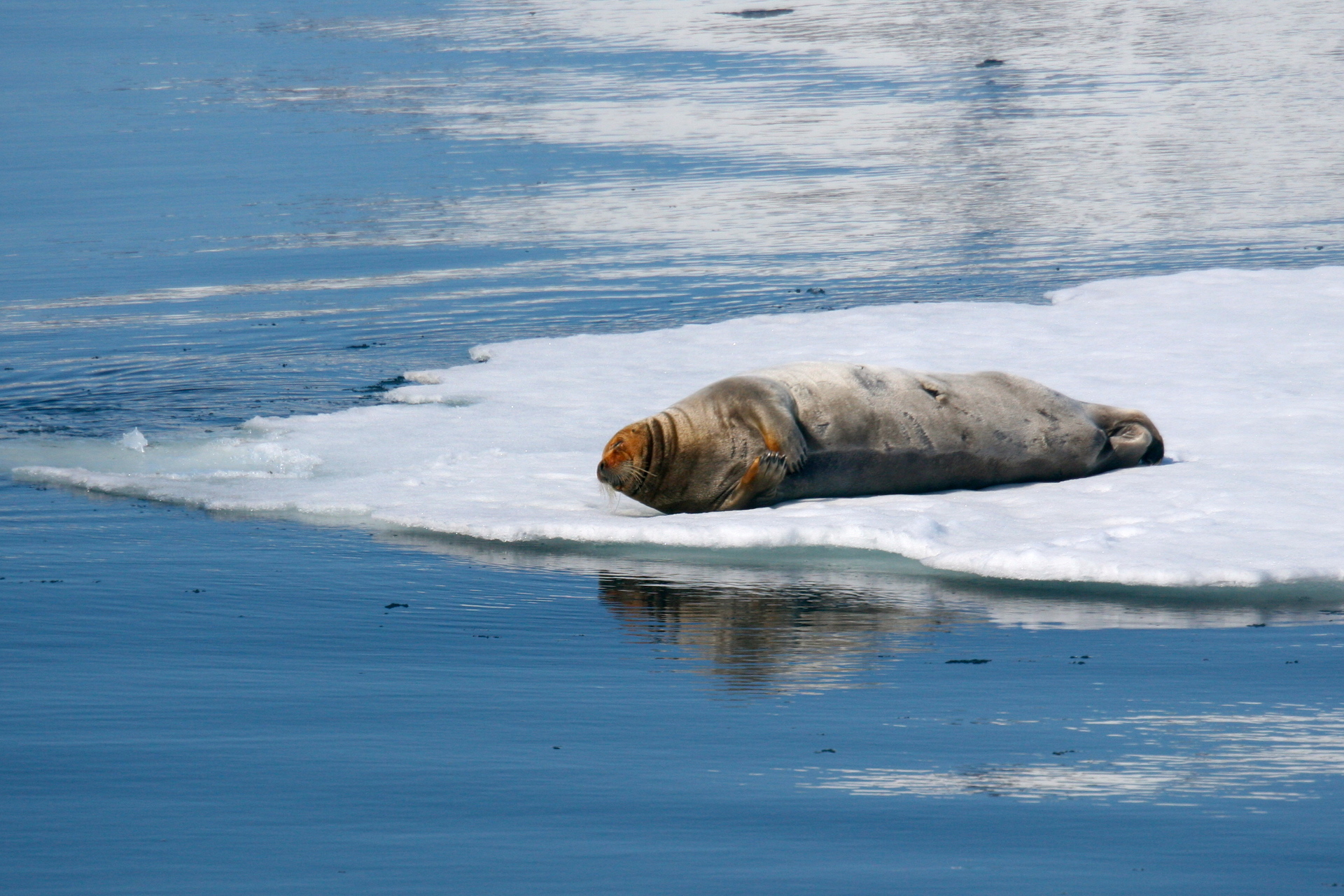 Bearded Seal Resting