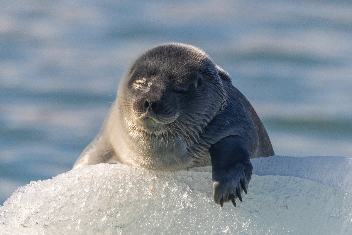 Bearded Seal Pup Hamiltonbukta Svalbard
