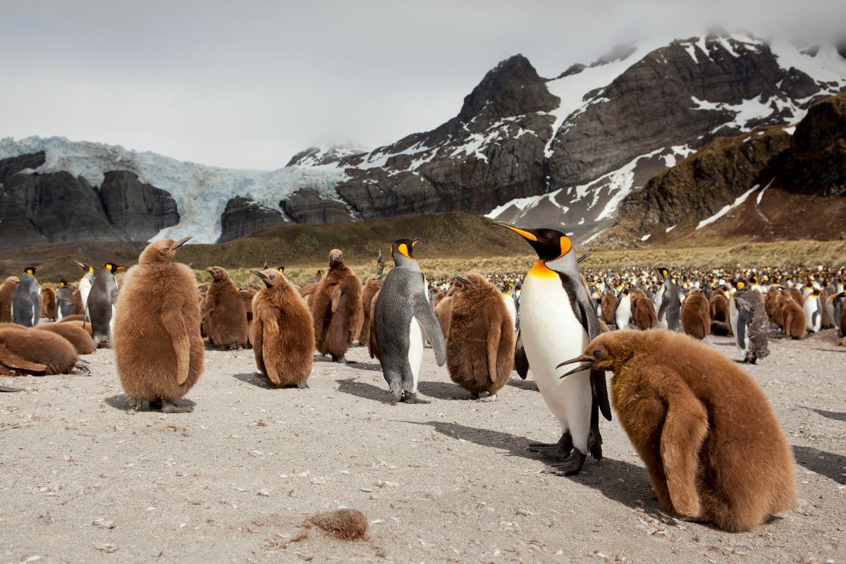 Antarctica South Georgia Island King Penguins Albatros Expeditions