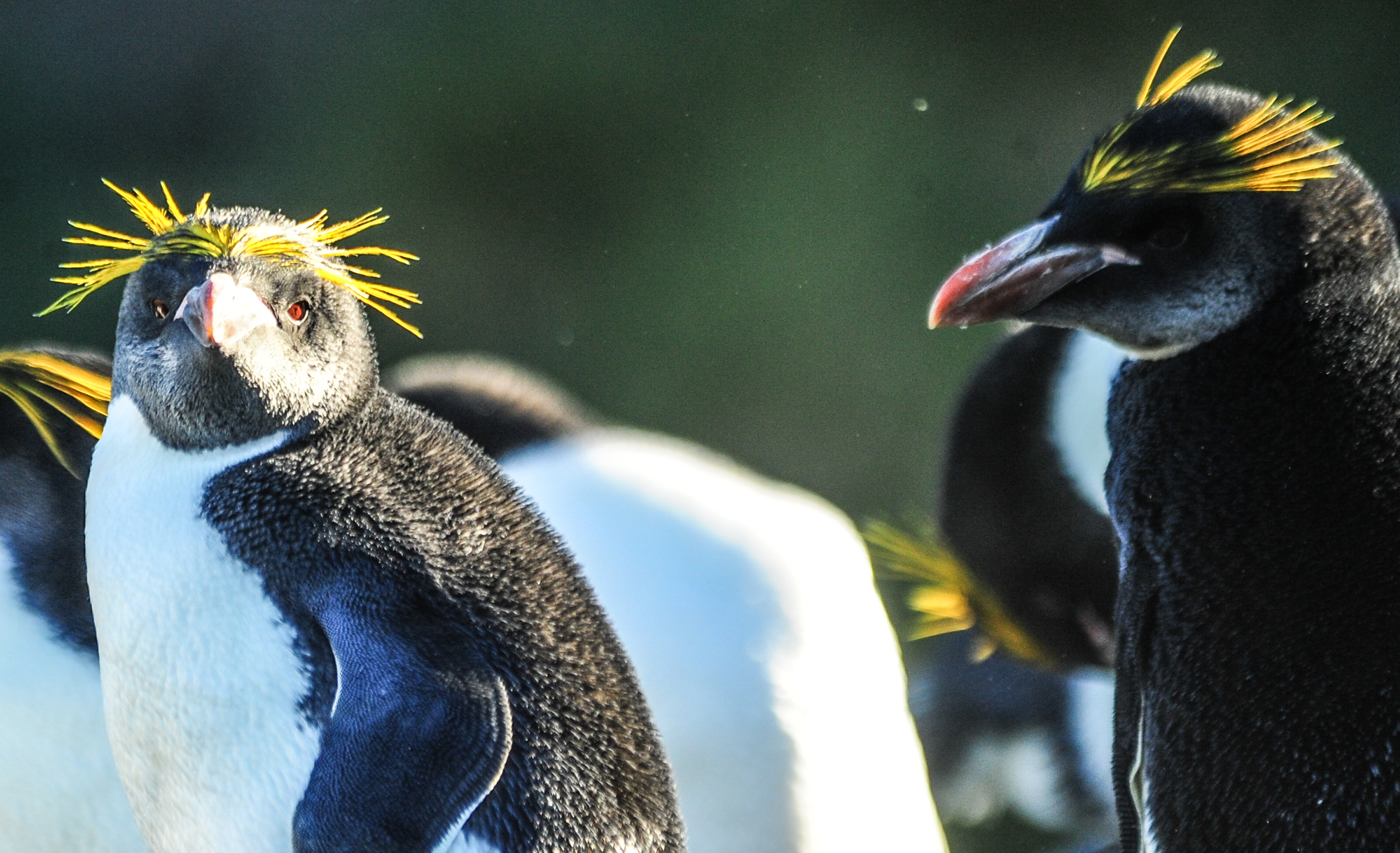 South Georgia Macaroni Penguins 2