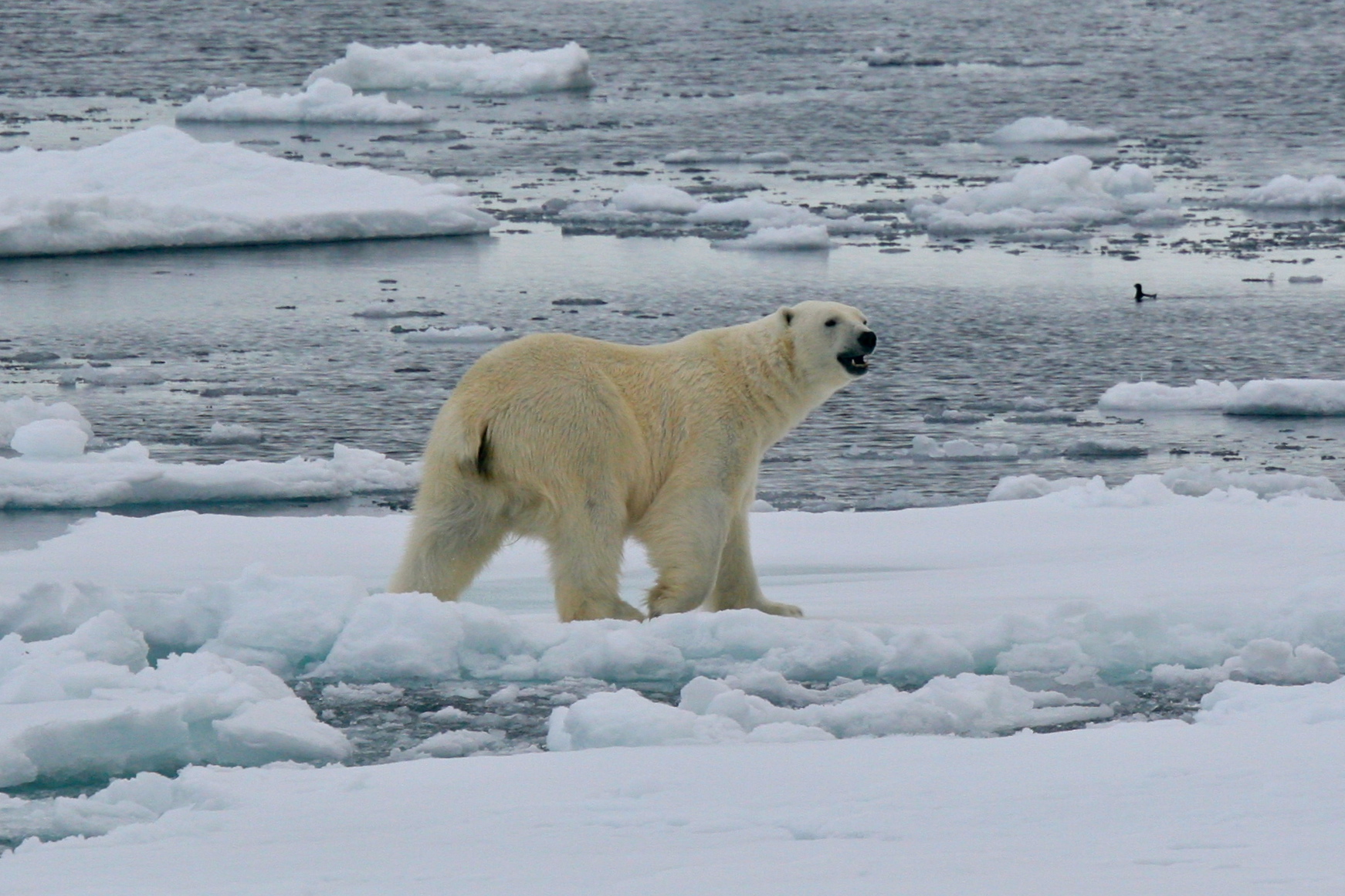 Polar Bear Mike Unwin
