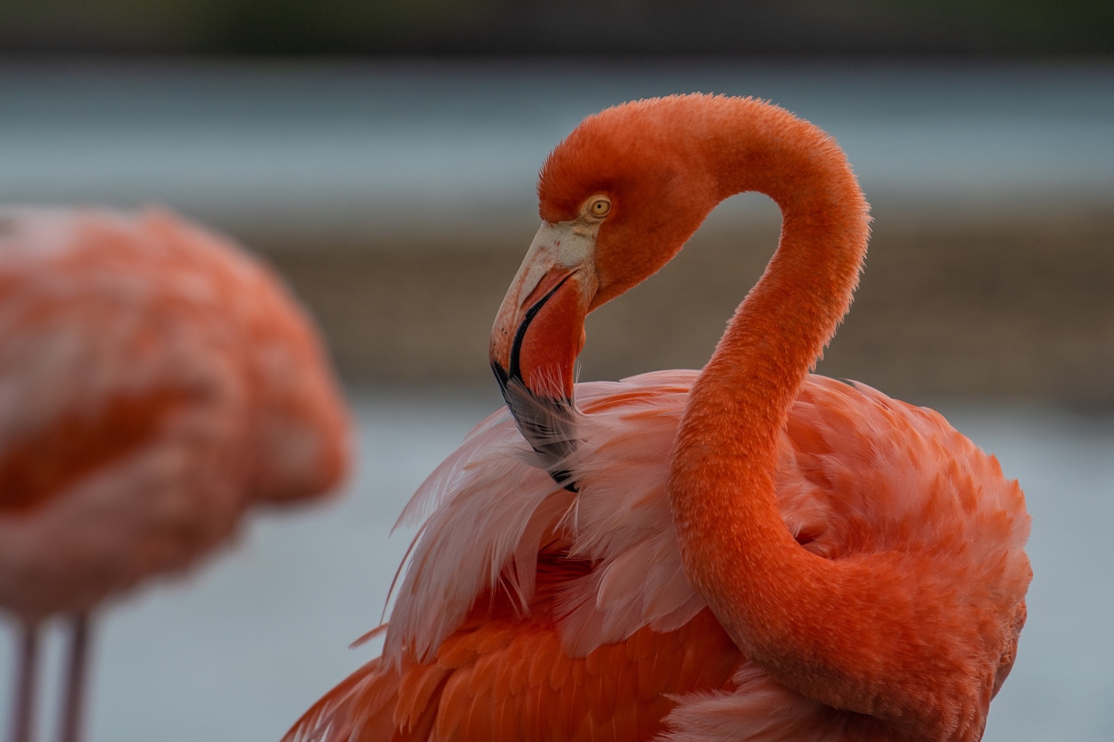 Flamingo Floreana Mirador De La Baronesa