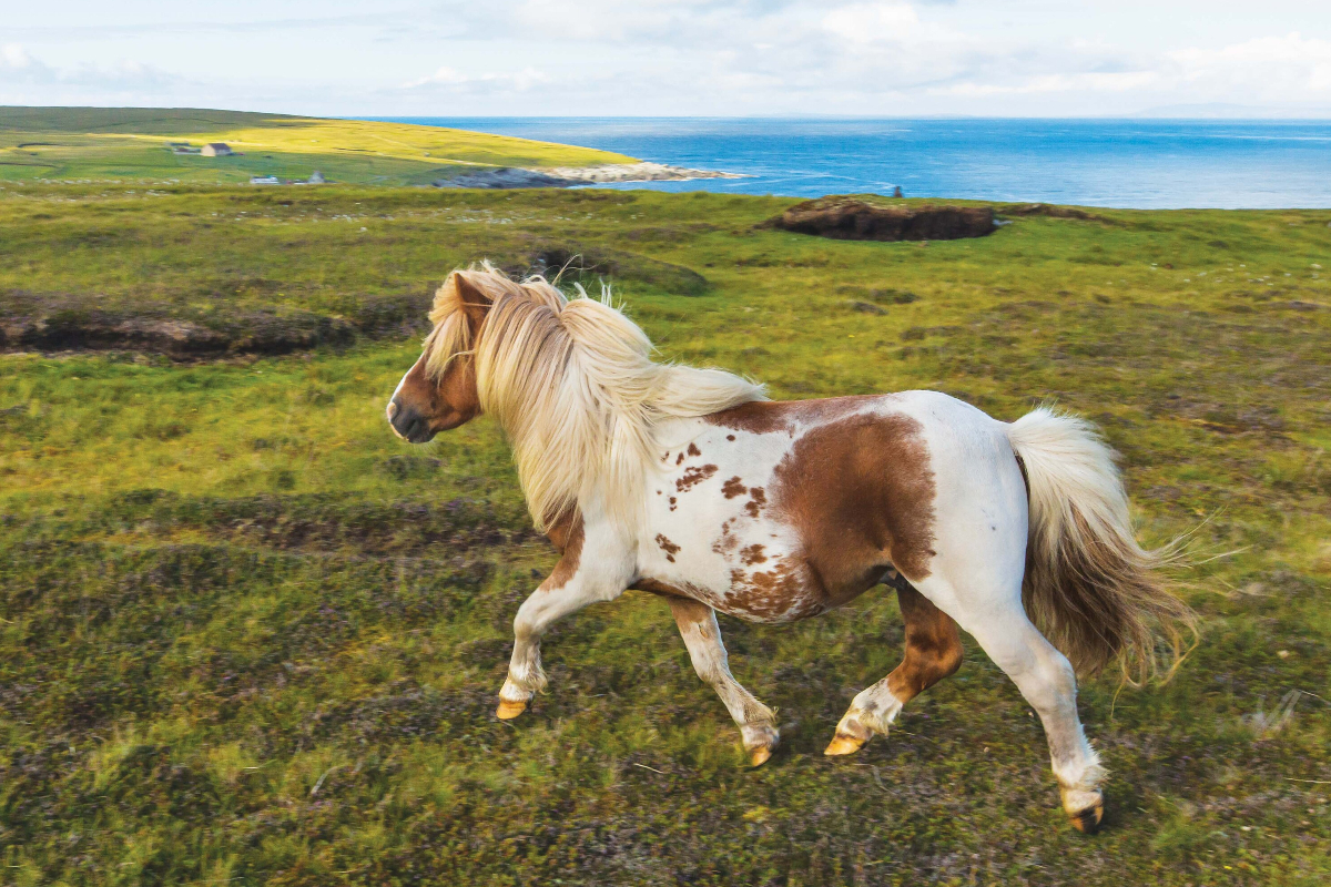 LEX Scotland Shetland Islands