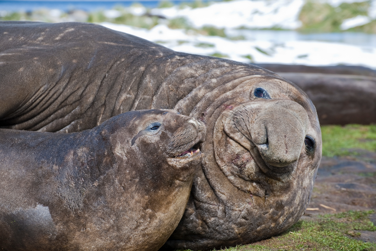 Southern Elephant Seal South Georgia