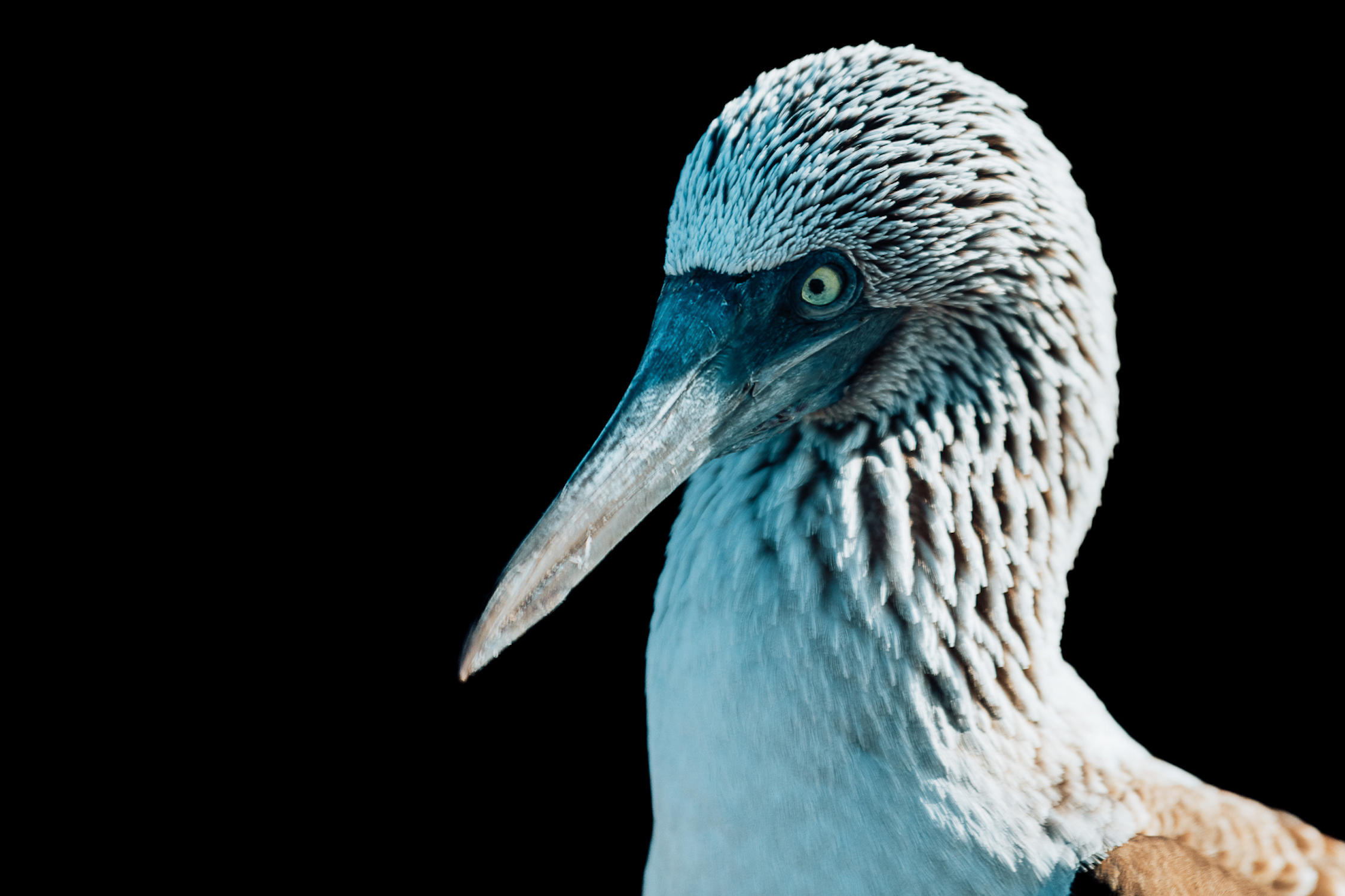 Blue Footed Booby Española