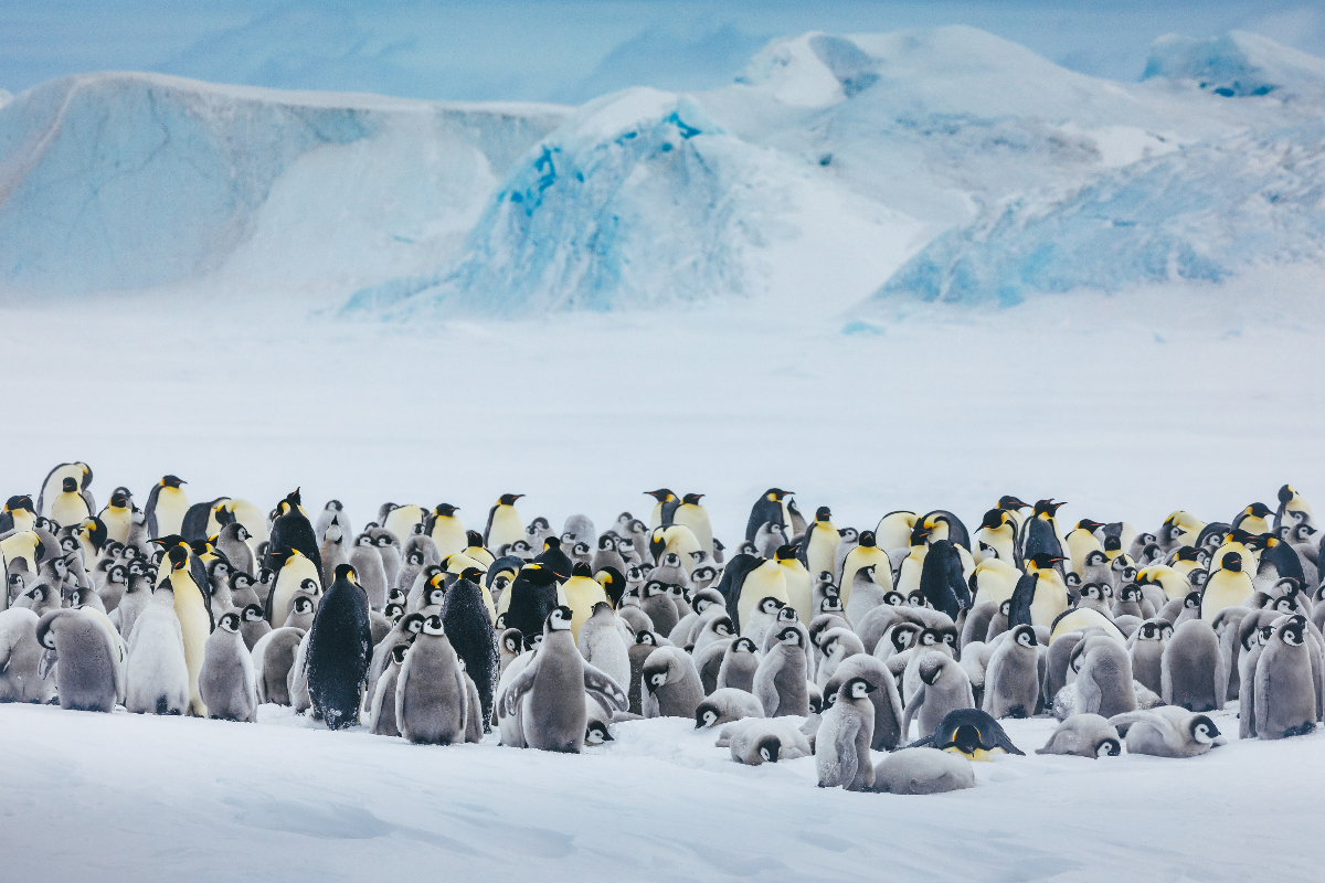 Quark Expeditions Emperor Penguins Snow Hill David Merron