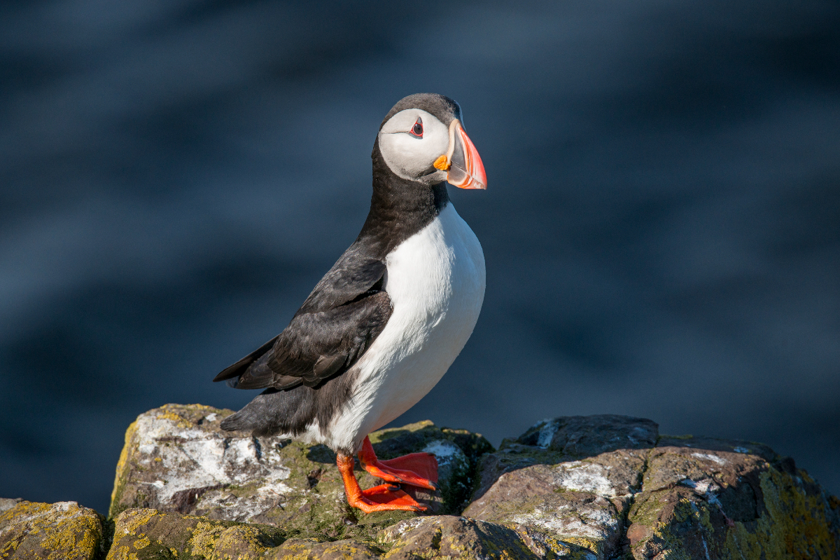 G Adventures Iceland Borgarfjörður Harbour Puffin 4714