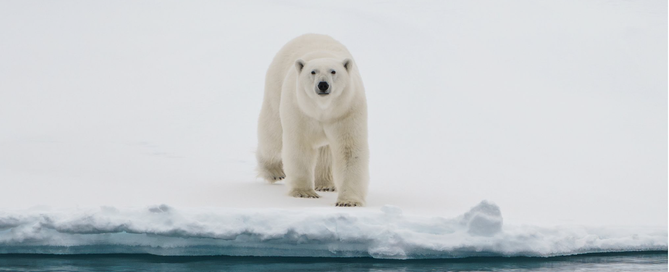 A polar bear walking towards the camera across snow-covered sea ice, above a strip of blue water.