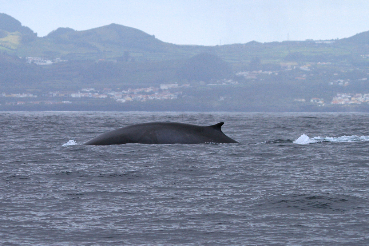 Fin Whale In Azores By Mike Unwin