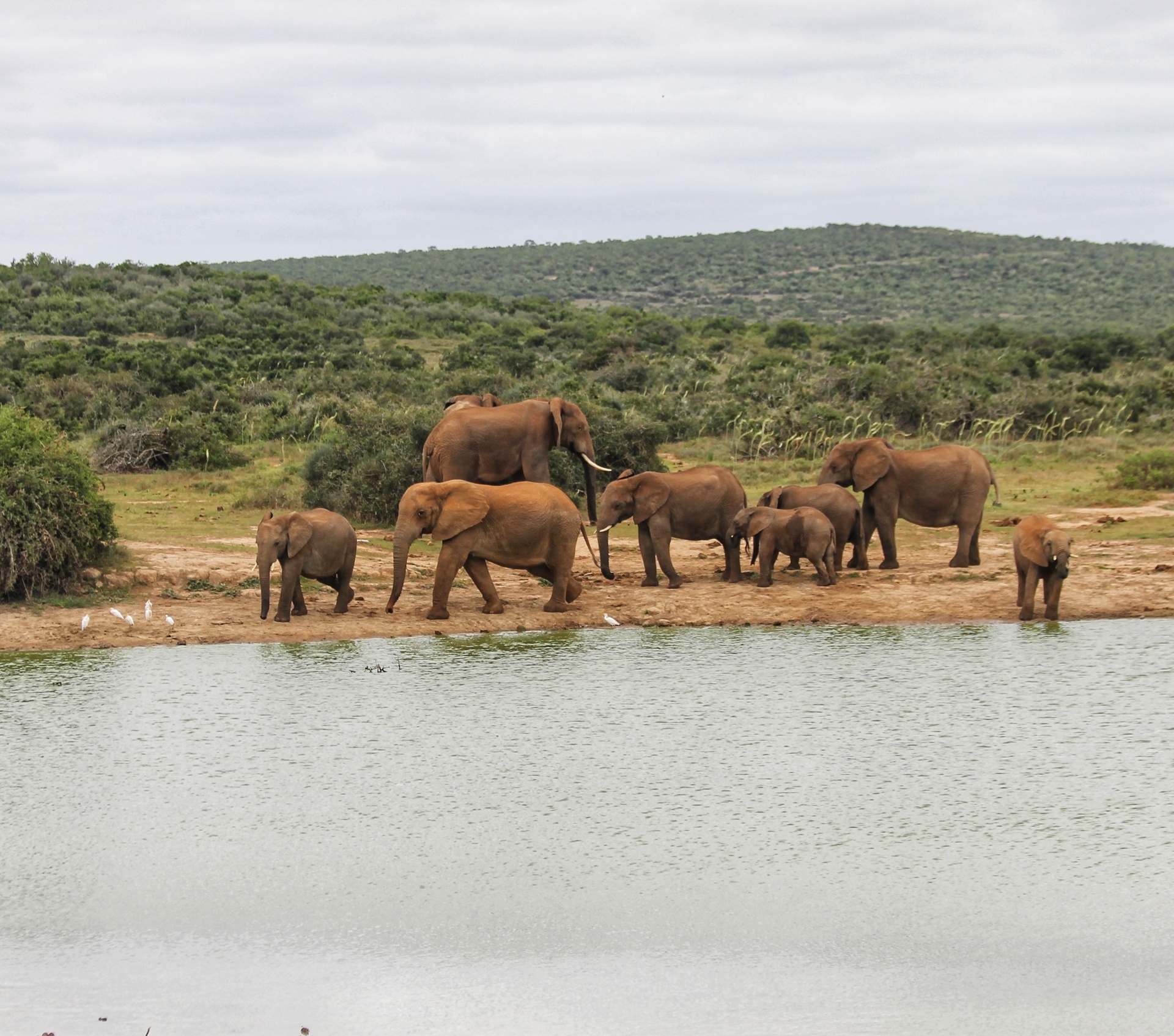 Elephant herd in East Africa