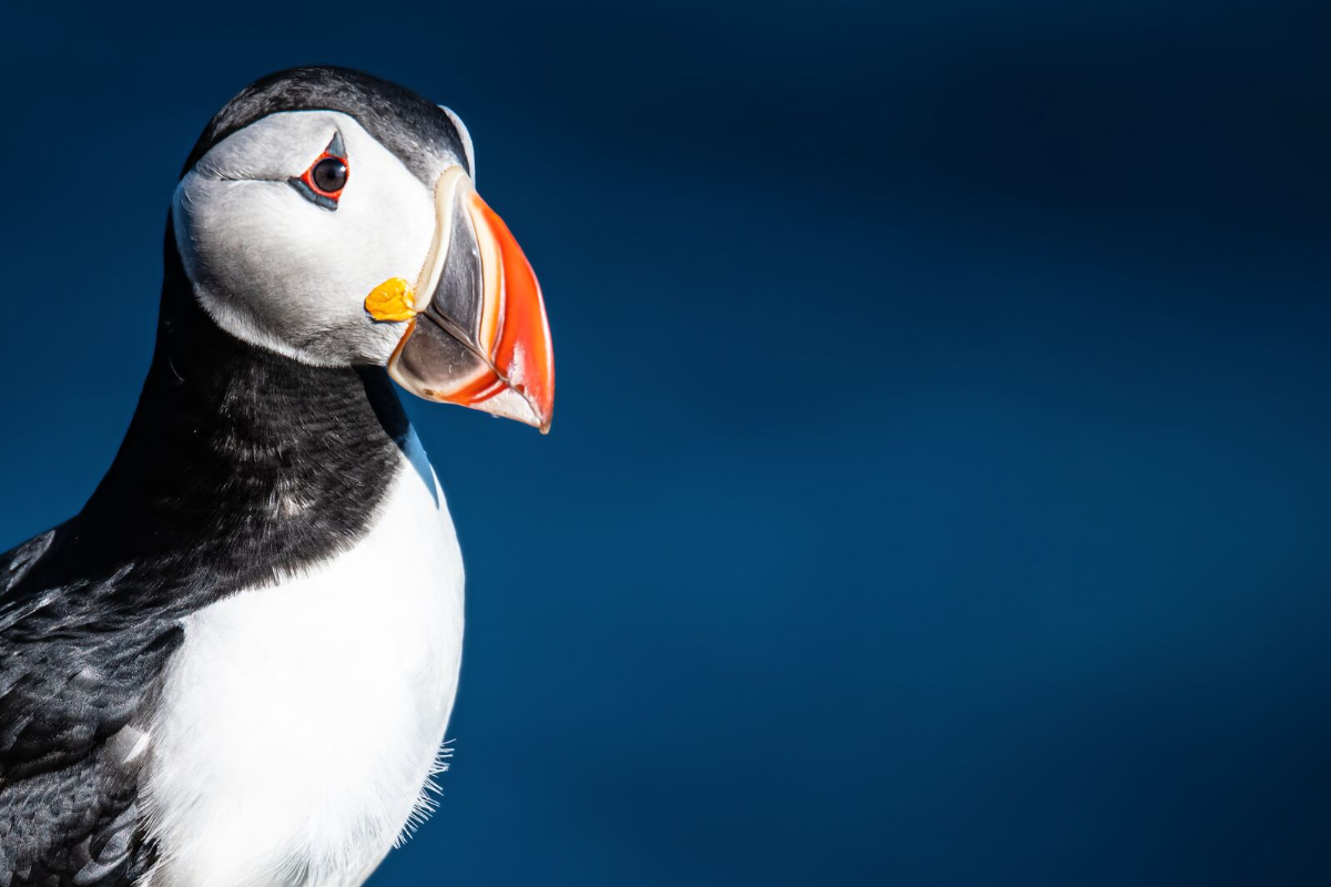 Iceland Puffin Grimsey Macareux Moine
