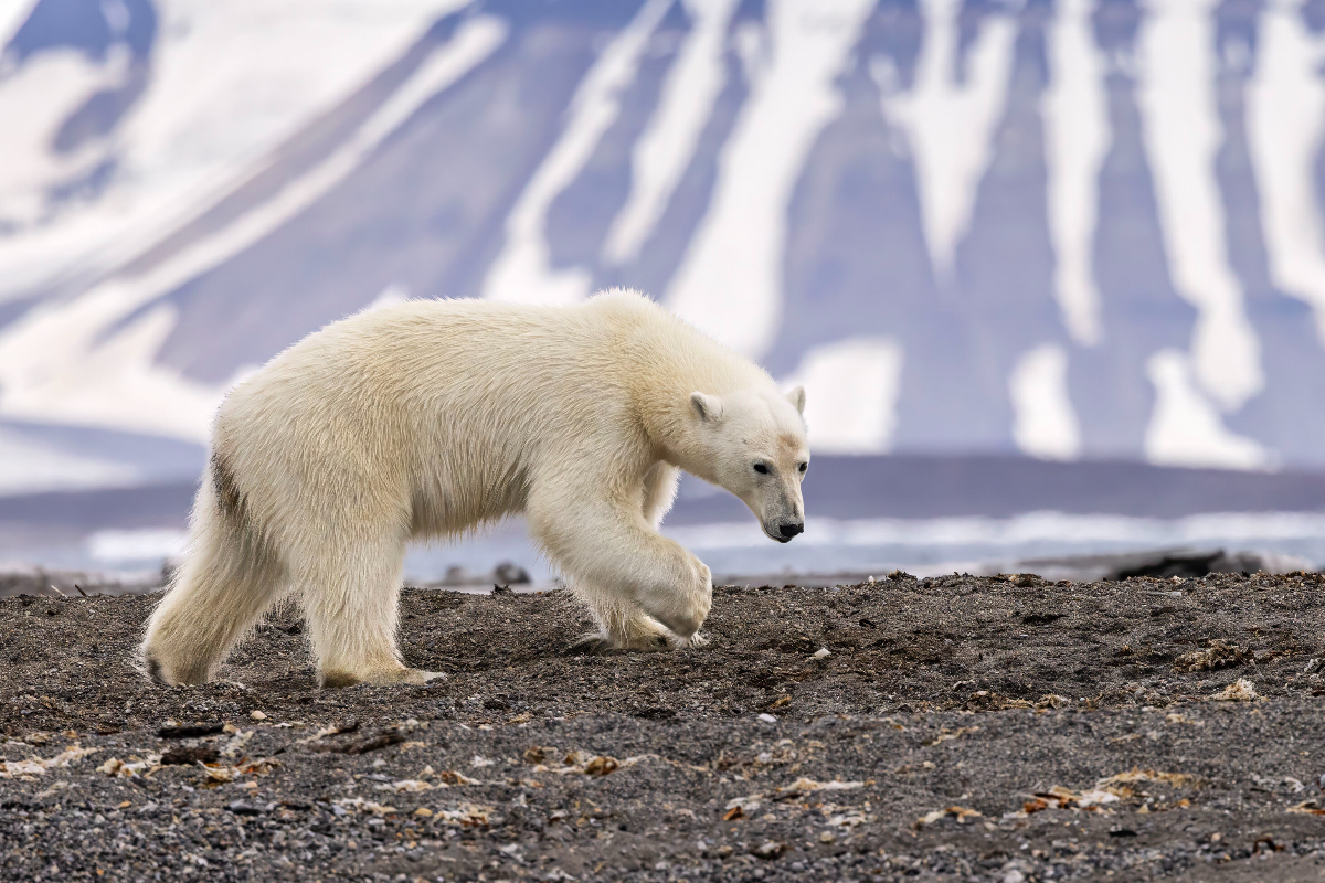 Ardneset Polar Bear Swan Hellenic