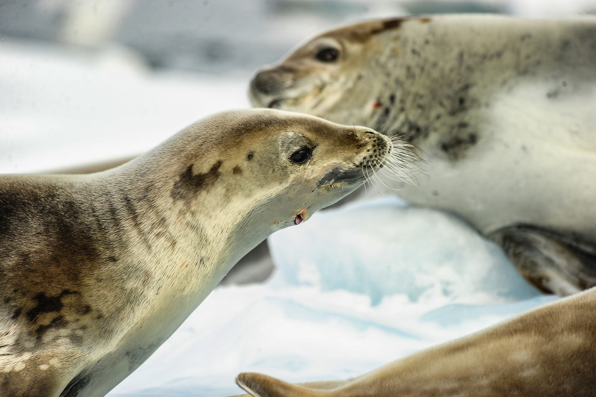 Crabeater Seals In Antarctica