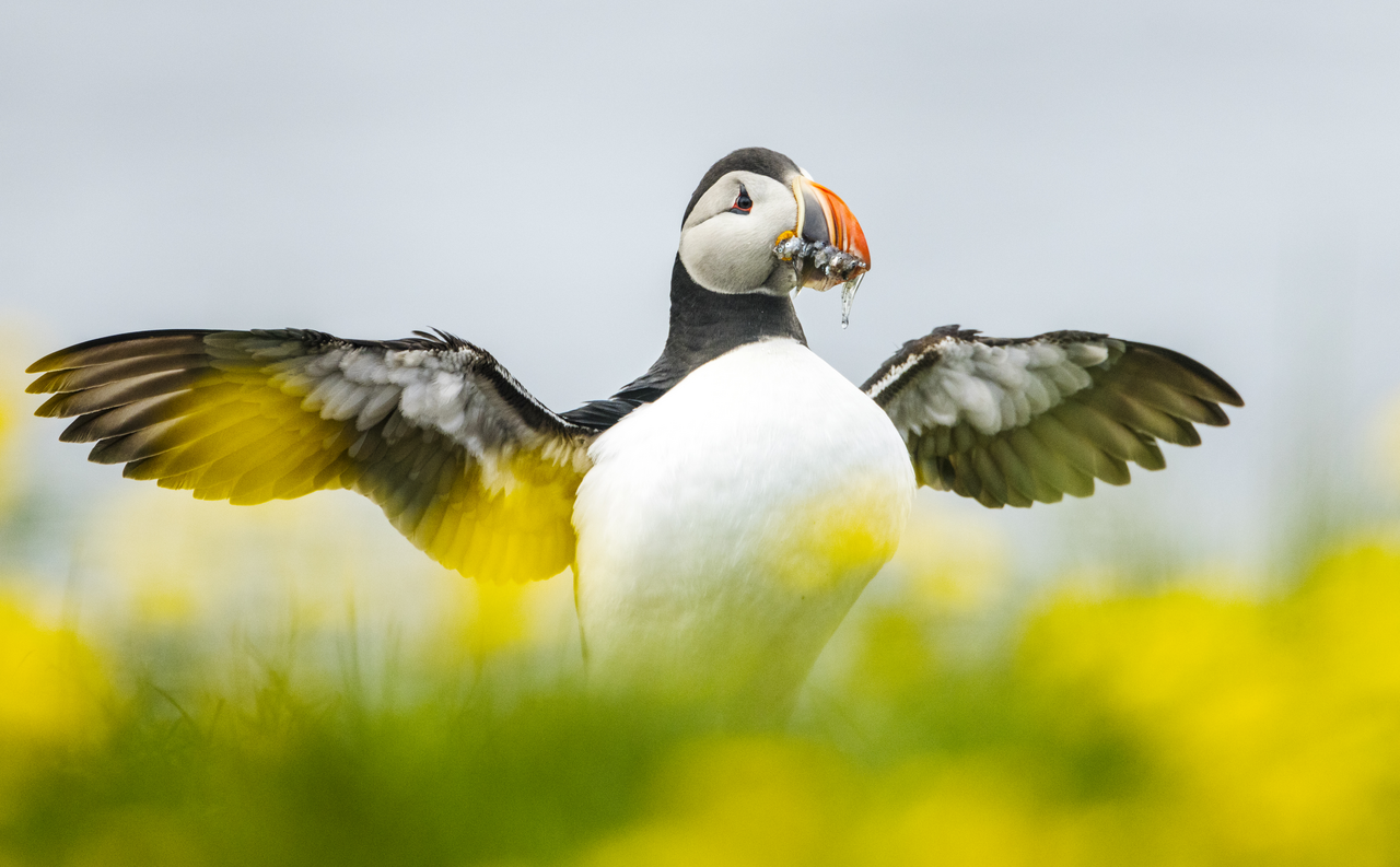 IMG 5952 Puffin Rosie B Wild 751 (1)