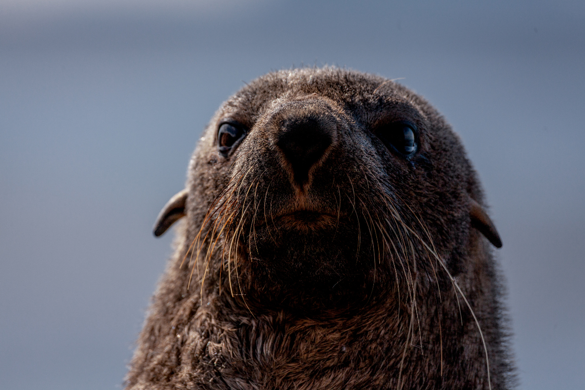 Gadventures Antarctica Baileyhead