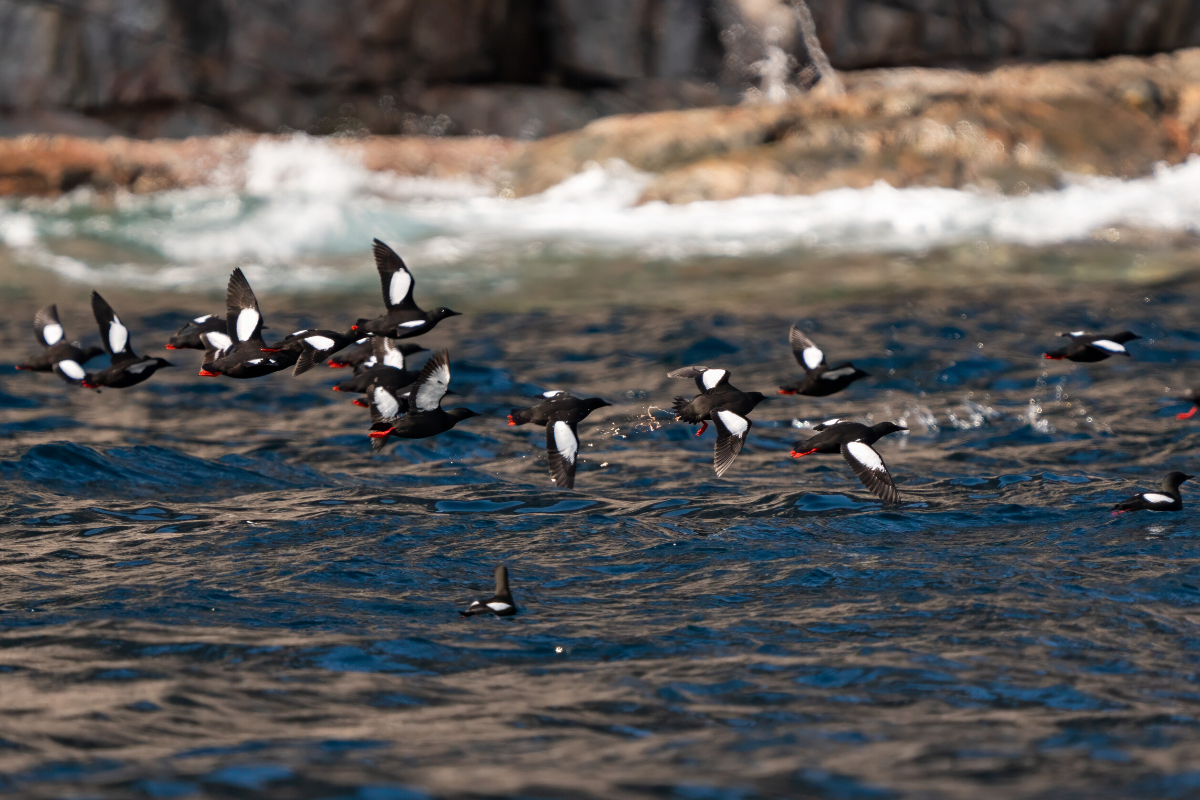 Silversea Monumental Island