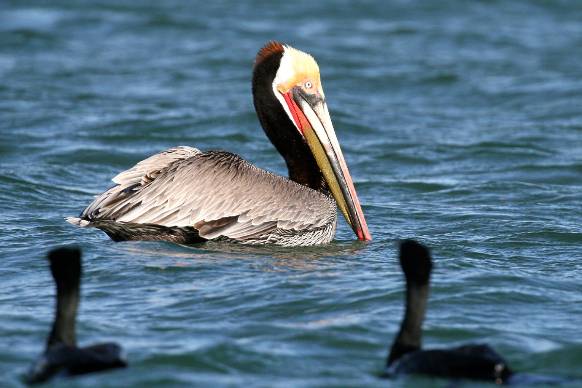 Brown Pelican Baja California with cormorants Mike Unwin