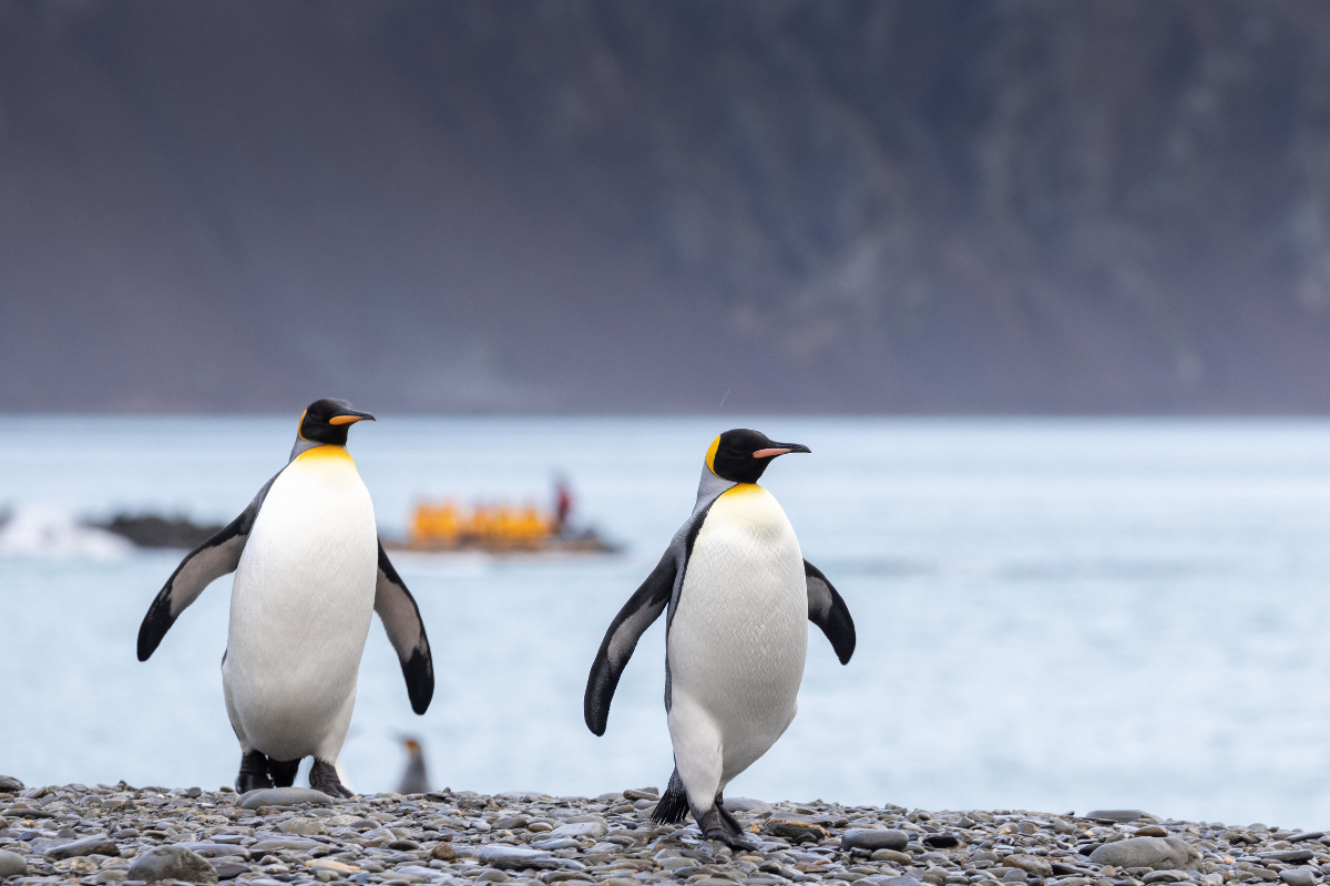 King Penguin Quark Expeditions Michelle