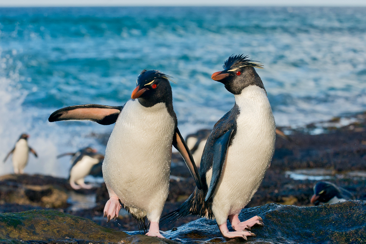 Falklands Rockhopper Penguins