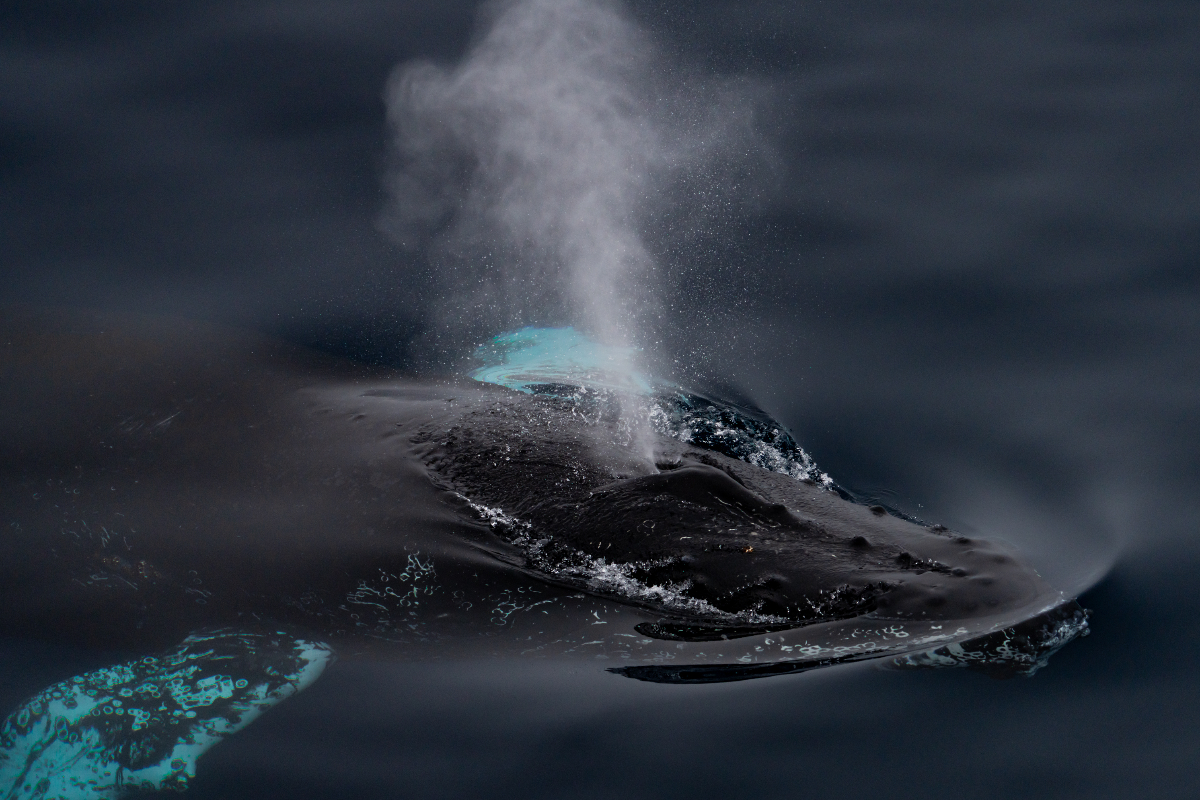 Humpback whale in Antarctic waters