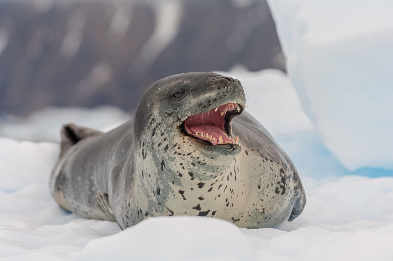 See Leopard Leopard Seals