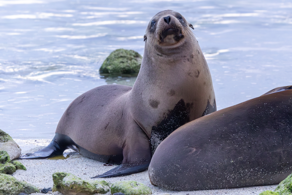 Galapagos Sealion Galapagos Mike Unwin 1805