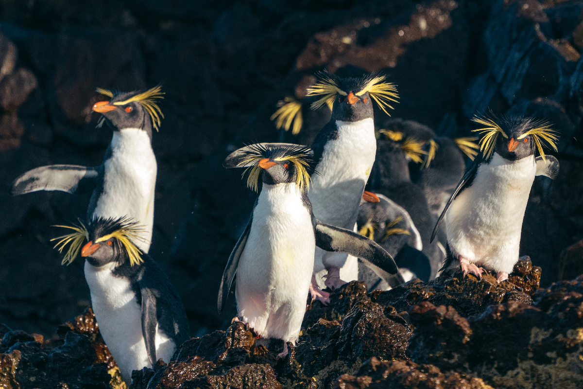 SSC Tristandacunha Northern Rockhoppers