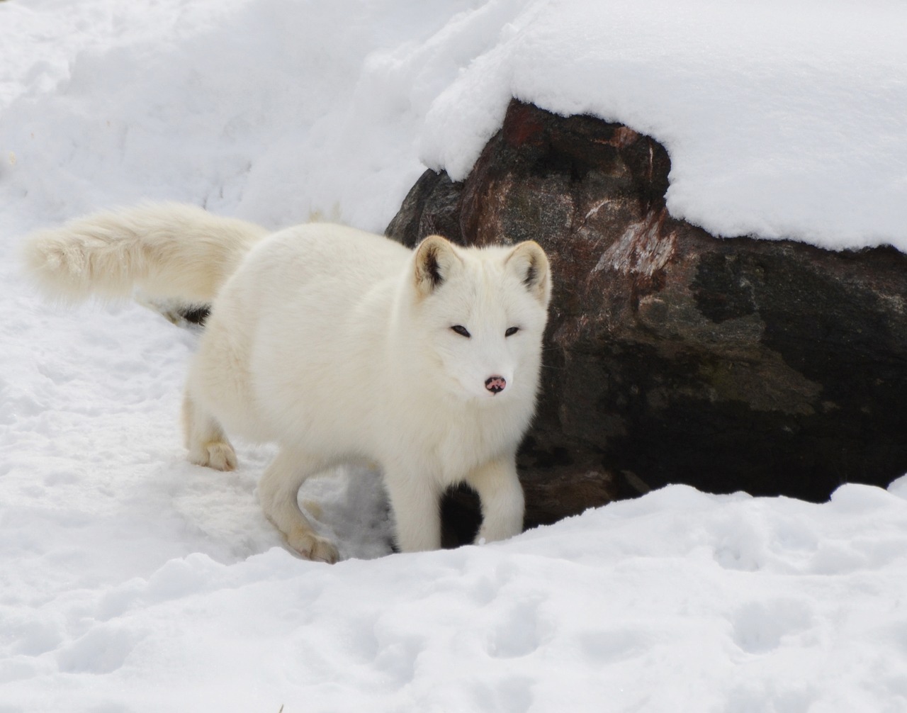 Arctic Fox 1694817 1280