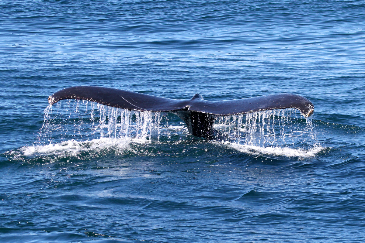 Humpback Whale Fluking Baja California Mike Unwin