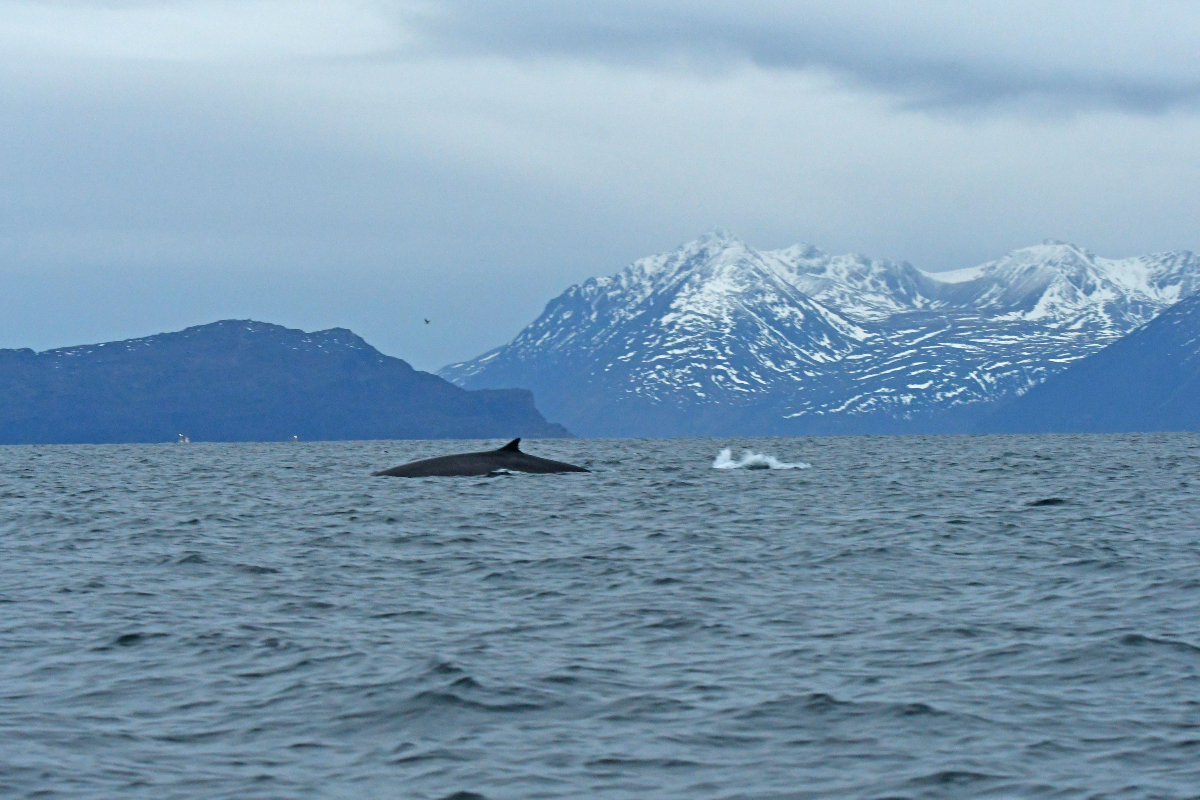 Fin Whale in Norway By Billy Heaney