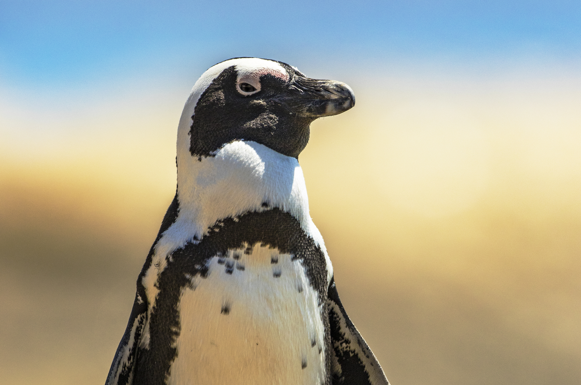 African Penguin Rosie B Wild 16