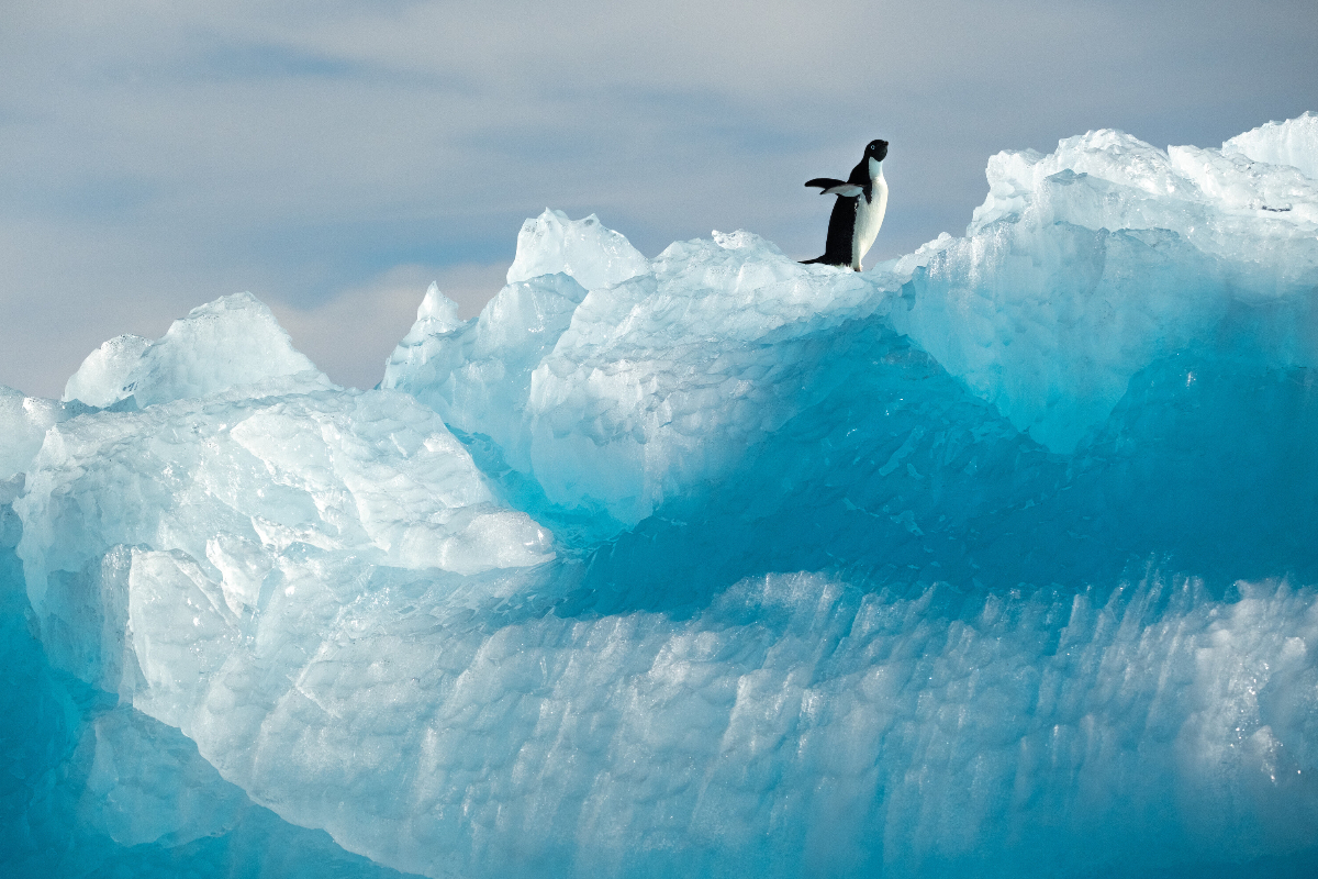 Penguin In Antarctica Silversea