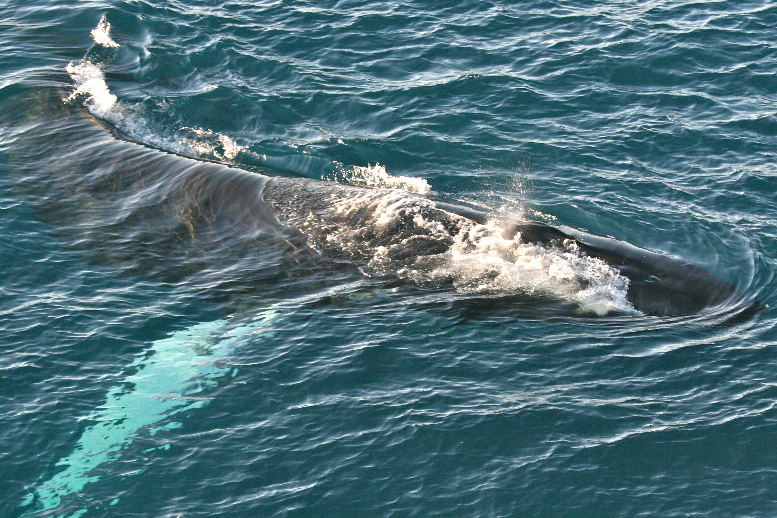 Humpback Whale Svalbard