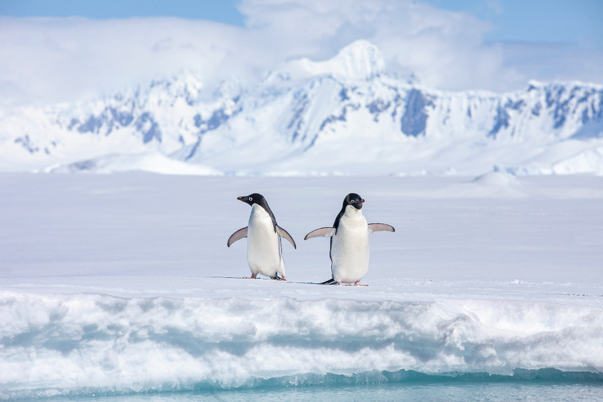 G Adventures Antarctica Gullet Adelie Penguins
