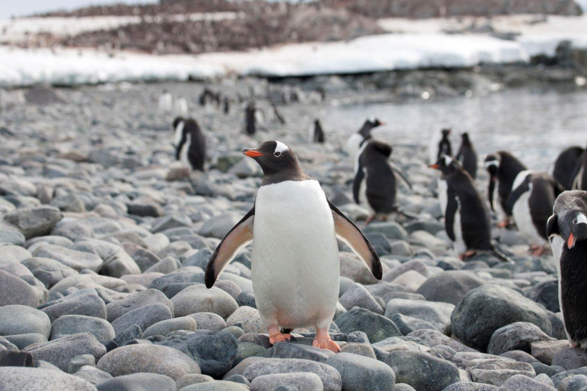 Antarctic Peninsula Gentoo Penguins