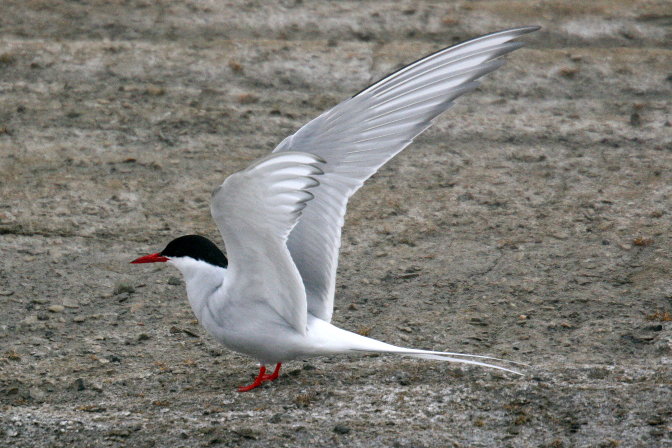 Arctic Tern Mike Unwin