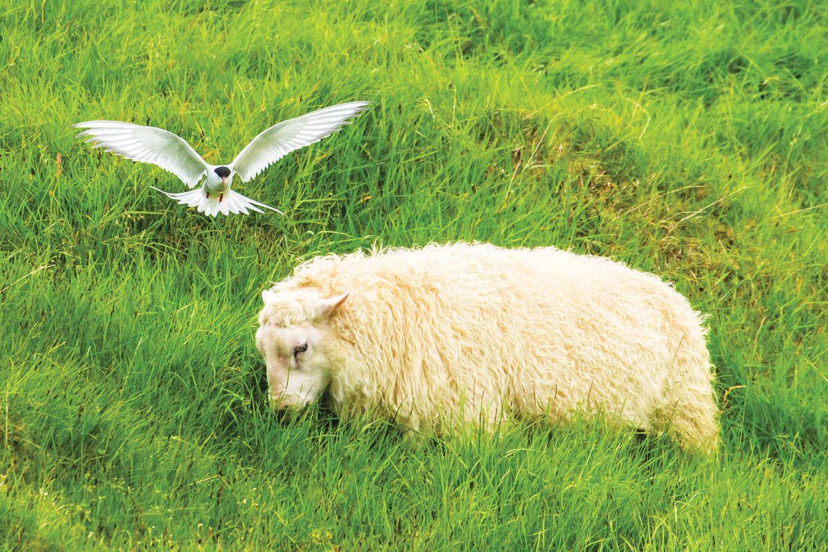 LEX Iceland Flatey Island Breidafjordur