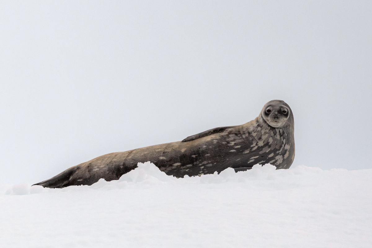 Antarctica Wildlife Poseidon Expeditions