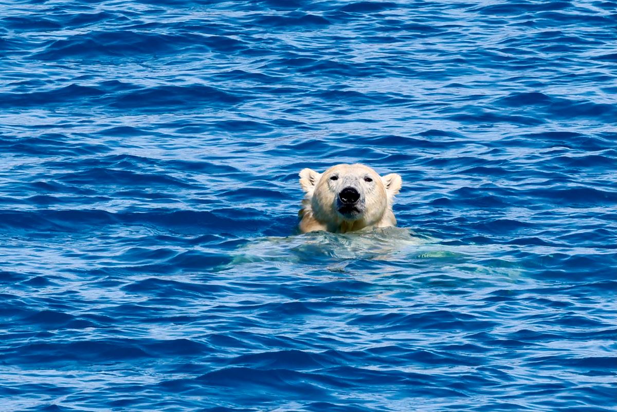 Polar bears in Greenland