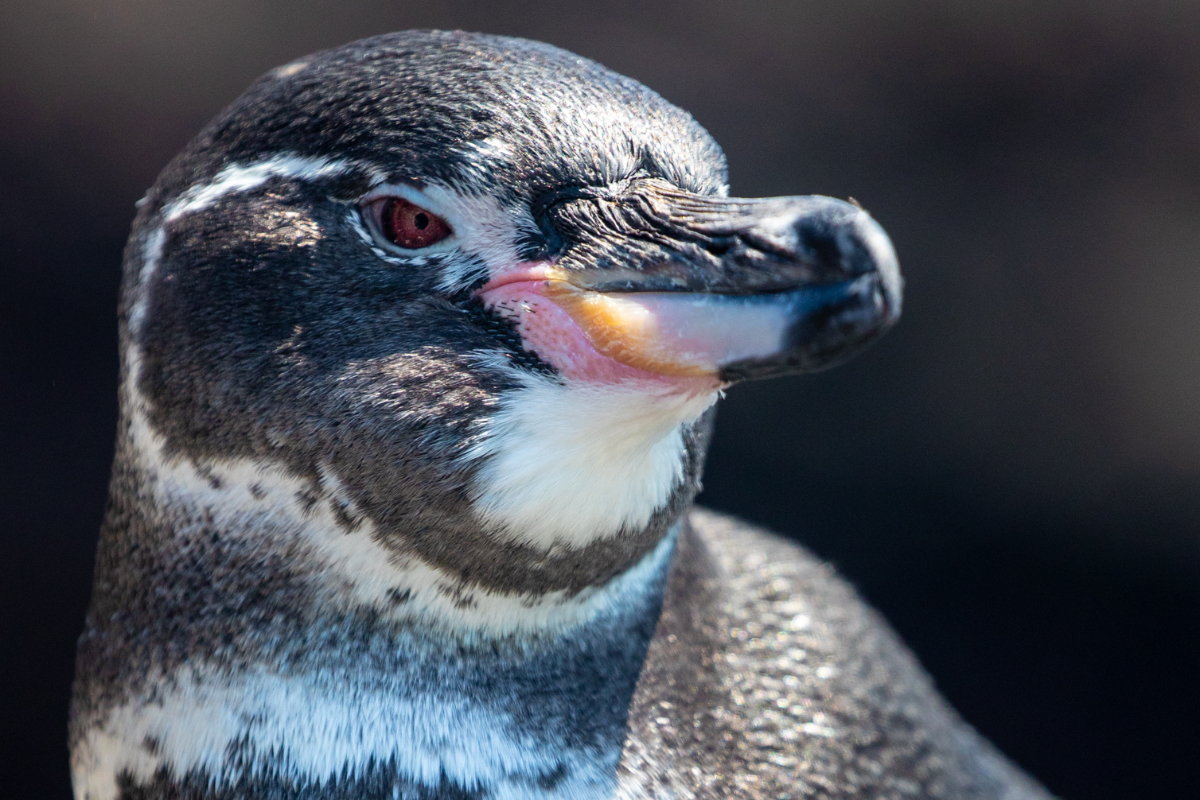 Galapagos penguin 2 847