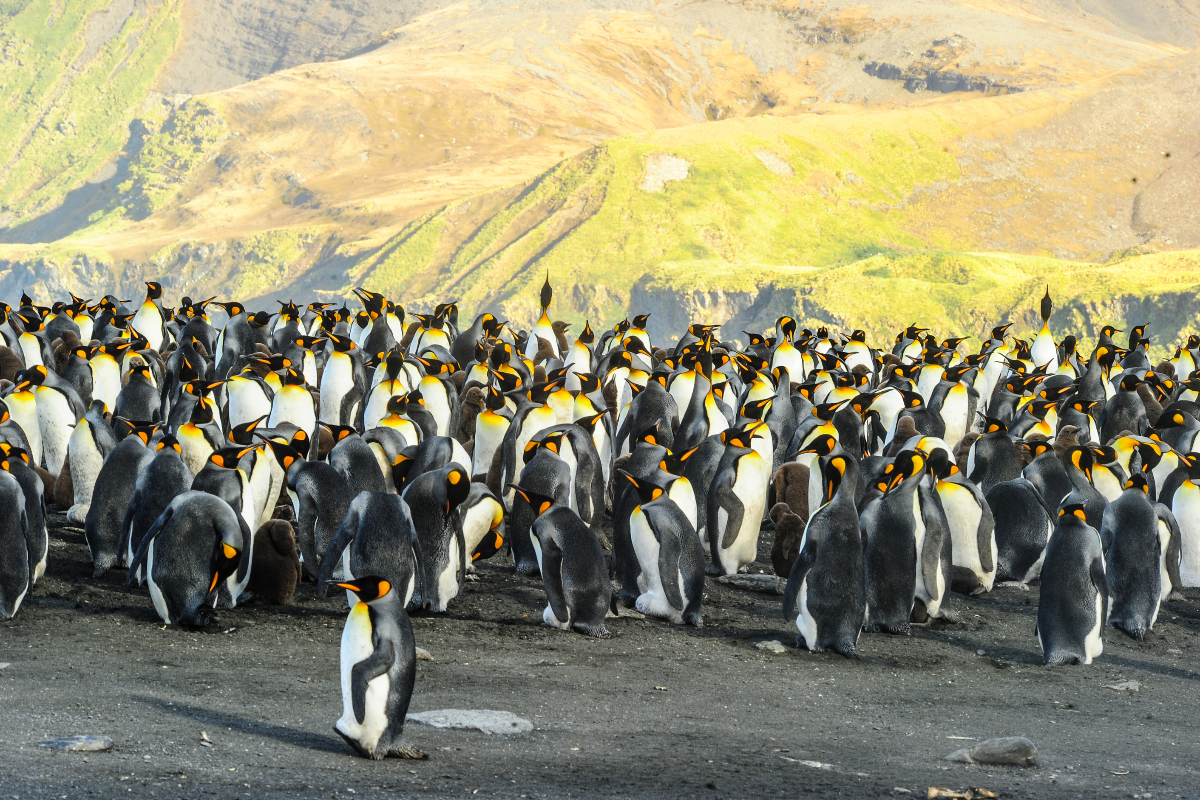 South Georgia Salisbury Plain King Penguins 8 Copy 683