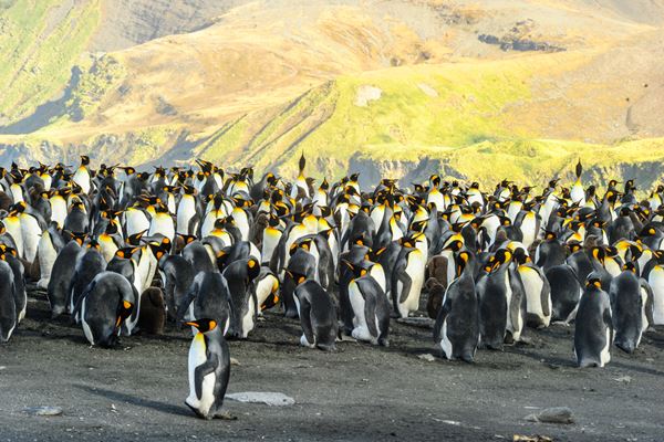 King penguin colony in South Georgia