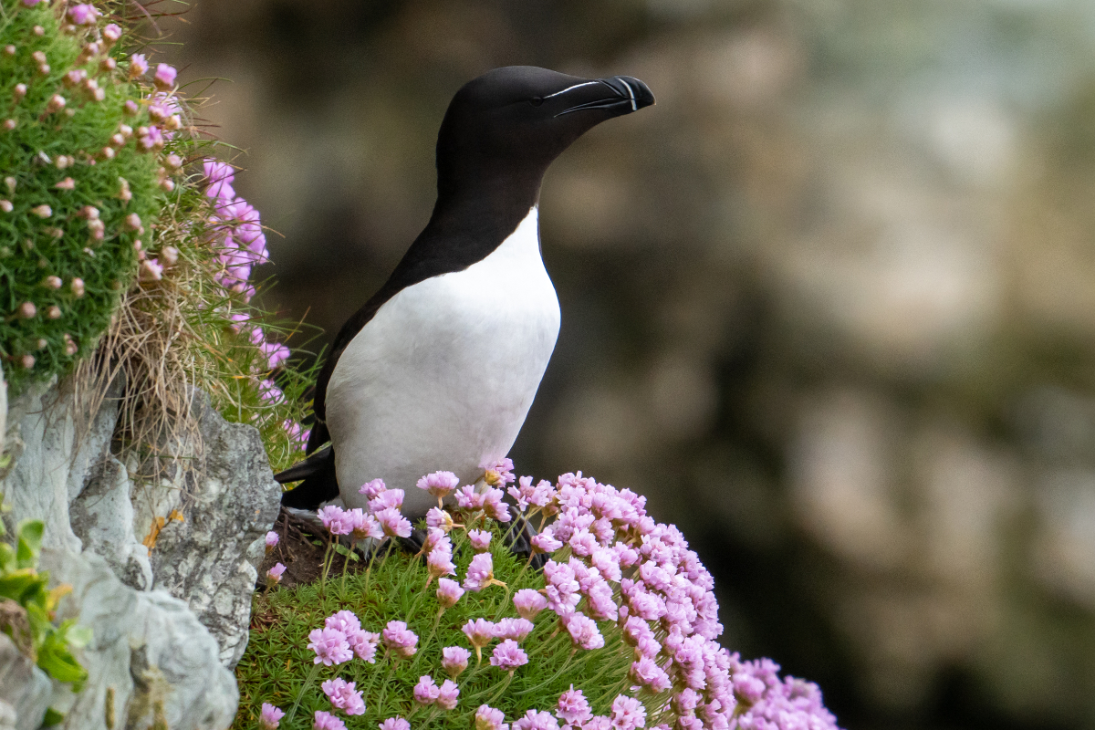 Rb 282 Jamie Lafferty Razorbill UK